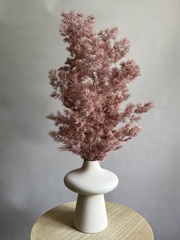 Аспарагус стабилизированный коричневый