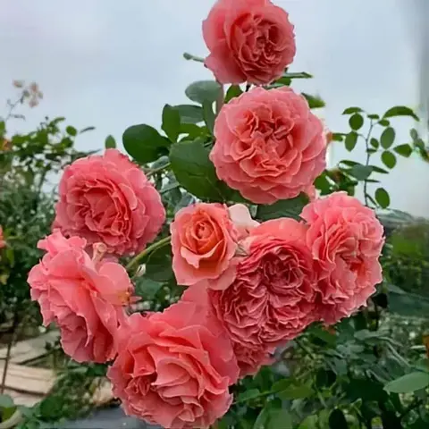 Коралл Желе (Corail gelee)