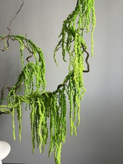 Амарант стабилизированный зеленый