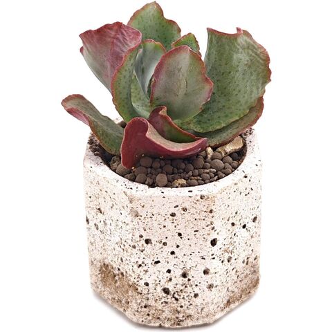 Суккулент Крассула Арборесценс