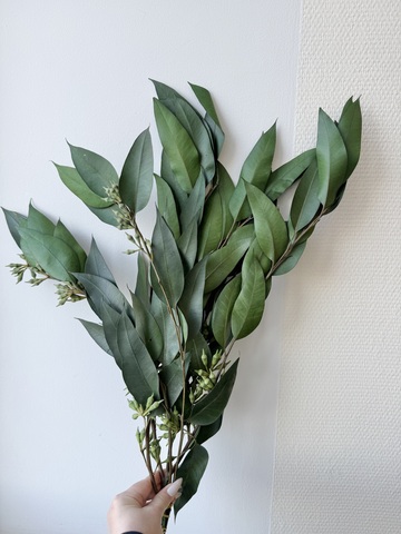 Эвкалипт стаб. Зеленый (крупные листья)