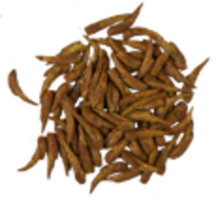 Тополя черного почки (почки))