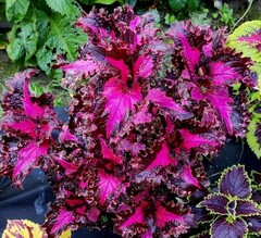 Валькирия TБ колеус