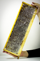 Натуральный мед в сотах HoneyForYou, 1700 г