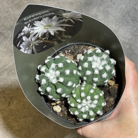 Эхинопсис Субденудата Семейка d10