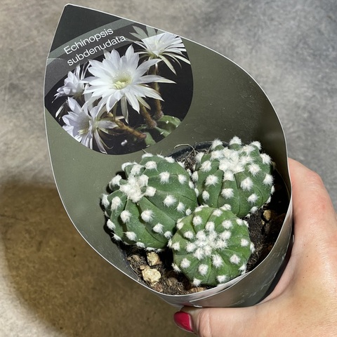 Эхинопсис Субденудата Семейка d10