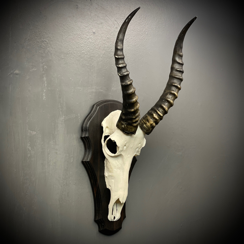 Череп антилопы из пластика на деревянном медальоне