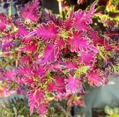 Dainty Тай колеус КСР