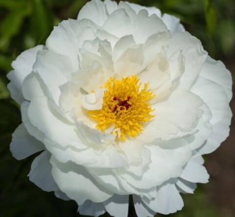 Пион молочноцветковый Мисс Америка