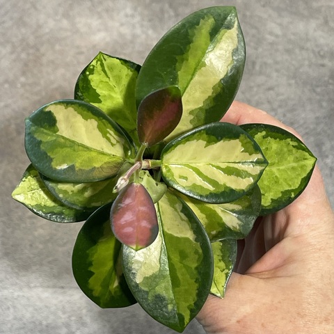 Хойя Аустралис Лиза d6