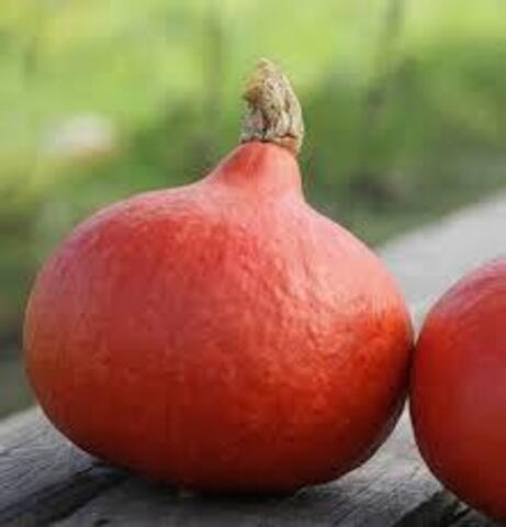 Тыква Керлинг