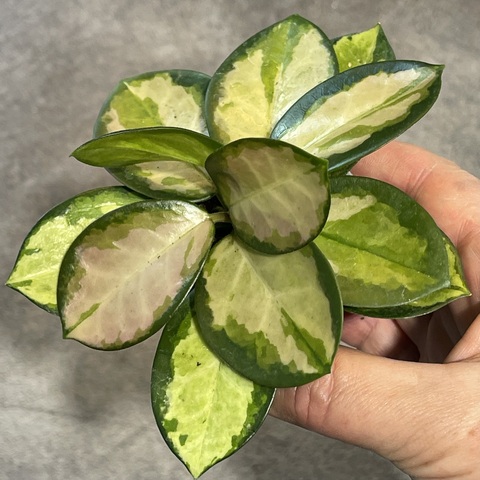 Хойя Аустралис Лиза d6