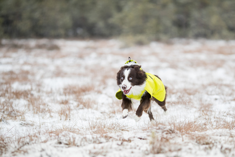 70403 Непромокаемая  попона ICEPEAK PET  STRIKE RAN COAT. Цвет лайм , размеры от 25 (XS) до 60 (XL)см