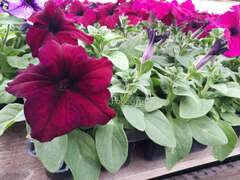 Петуния крупноцветковая бургунди