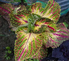 Женечка ПГ колеус