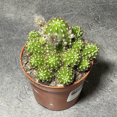 Хамецереус Серайз d8