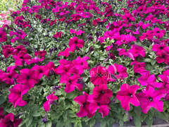 Петуния крупноцветковая бургунди