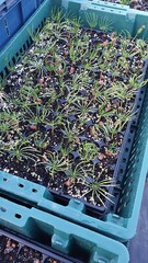 Кедр корейский pinus koraiensis