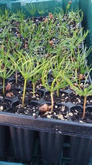 Кедр корейский pinus koraiensis