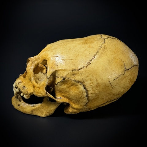 Череп человека - женский сармат (анатомическая модель)