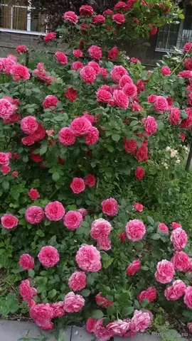 Маритим (Maritim)