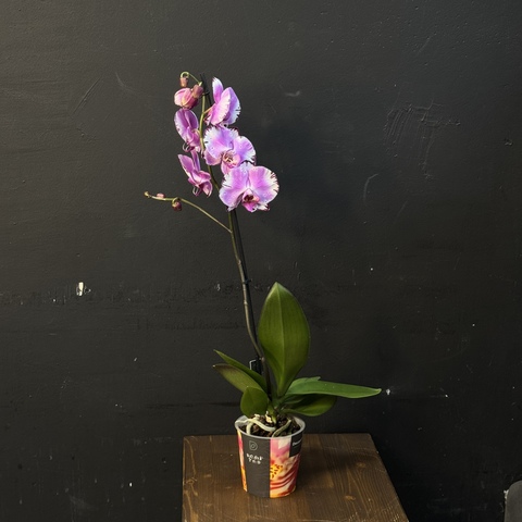 Орхидея фаленопсис 1 ствольная