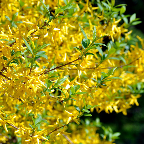 Форзиция Mix