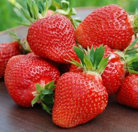 Клубника Клери