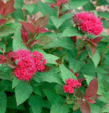 Спирея японская Дабл Плей Дузи