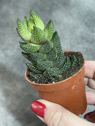 Хавортия Рейнвардти