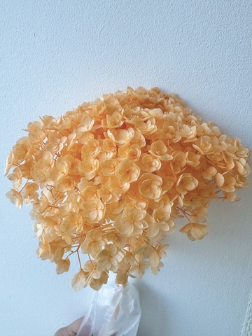 Гортензия стабилизированная сортовая Персиковый (12-15см)