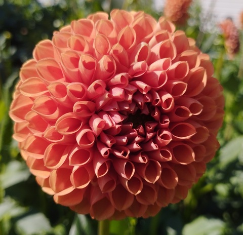 Георгин Корнел Бронз (Cornel brons)