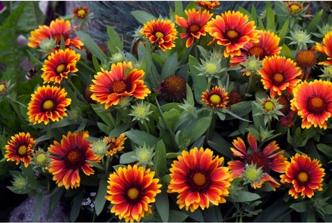 Гайлардия грандифлора Аризона Сан
