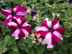 Петуния крупноцветковая малиновая звезда