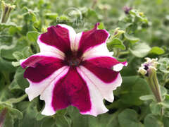 Петуния крупноцветковая малиновая звезда