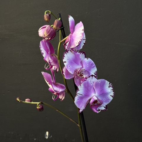 Орхидея фаленопсис 1 ствольная