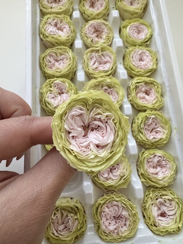 Роза пионовидная 2-3 см Салатно-зеленый с нежно-розовым дыханием (половина коробки-10шт)
