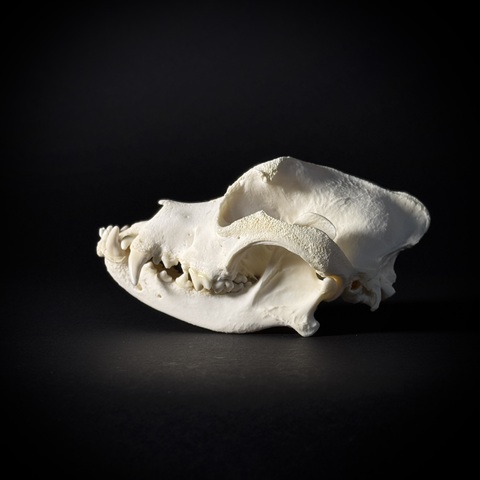 Череп собаки