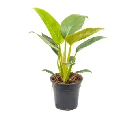 Филодендрон 