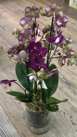 Композиция из фаленопсисов «Бордо»