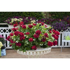 3105 Пеларгония плющелистная Atlantic Merlot (Весна 2026)