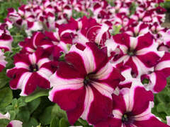 Петуния крупноцветковая малиновая звезда