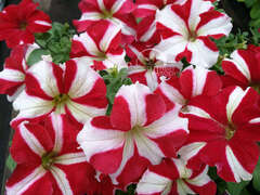 Петуния крупноцветковая красная звезда