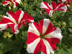 Петуния крупноцветковая красная звезда