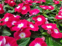 Катарантус красный с глазком