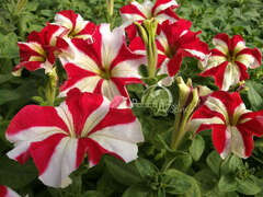 Петуния крупноцветковая красная звезда