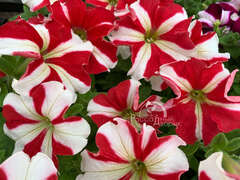 Петуния крупноцветковая красная звезда