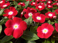 Катарантус красный с глазком