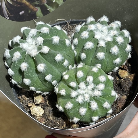 Эхинопсис Субденудата Семейка d10