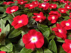 Катарантус красный с глазком